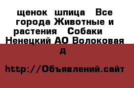 щенок  шпица - Все города Животные и растения » Собаки   . Ненецкий АО,Волоковая д.